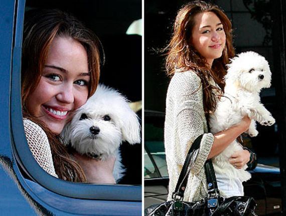 miley cyrus and your dog - miley cyrus