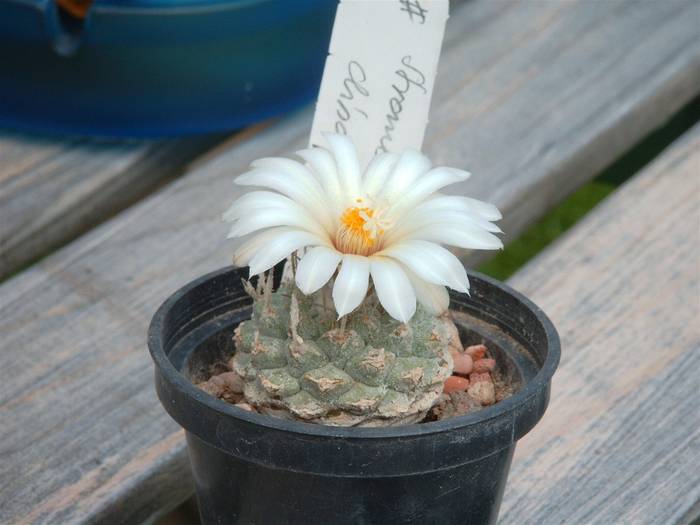 STROMBOCACTUS 1 - CACTUSI FLOWERS YELLOW