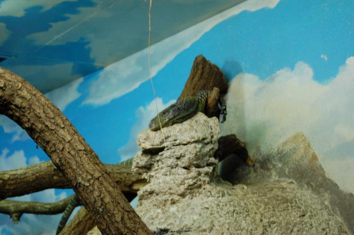 DSC_0114 - zoo amneville