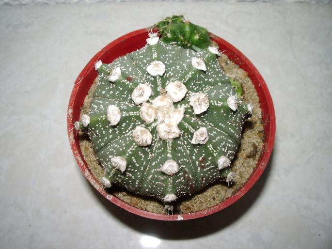 Astrophytum asterias - Astrophytum