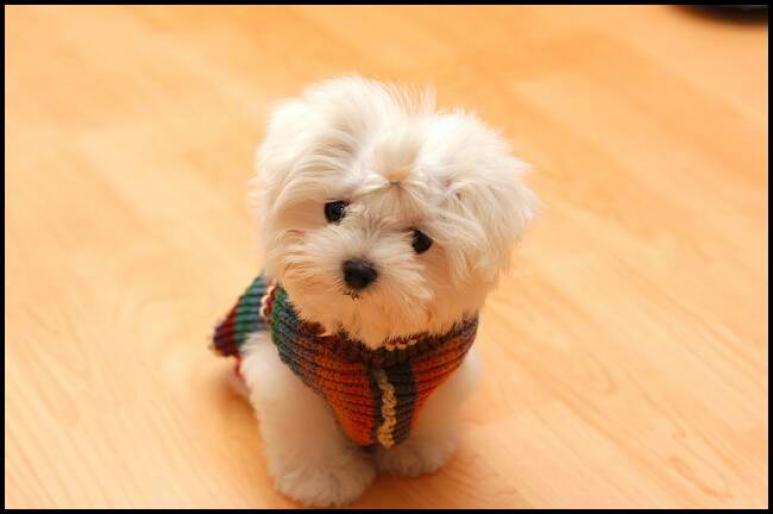 ai217452n696833 - animale si flori