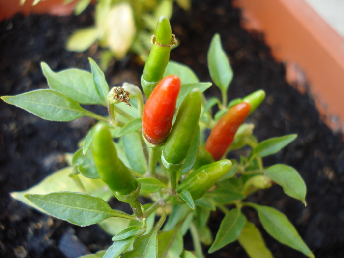 Demon Red Chili Pepper (2009, Aug.17)