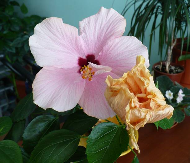P1130967 - HIBISCUSI