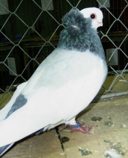 komaron blue - 1501 Expo Timisoara 2006