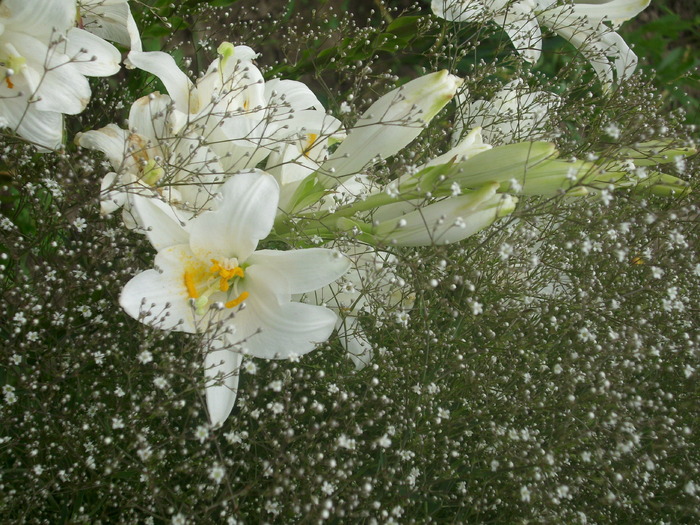 DSCI0511 - flori din gradina mea