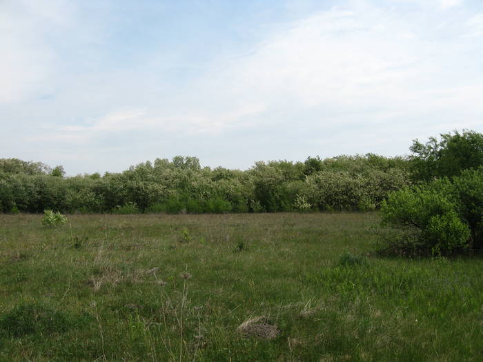 IMG_3463 - salcim I si II 2009