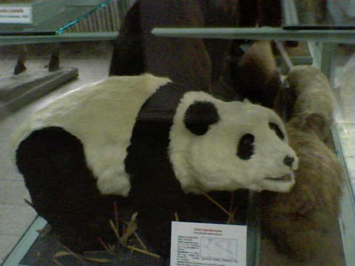urs panda,muzeul grigore antipa.27-01-2008