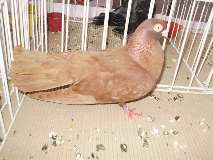 lung br 4