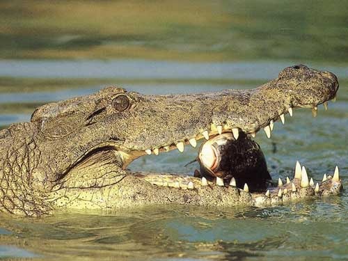Crocodil-SCIENCEnMORE - crocodili