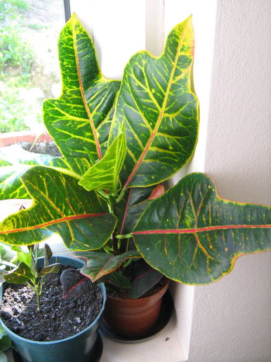 croton