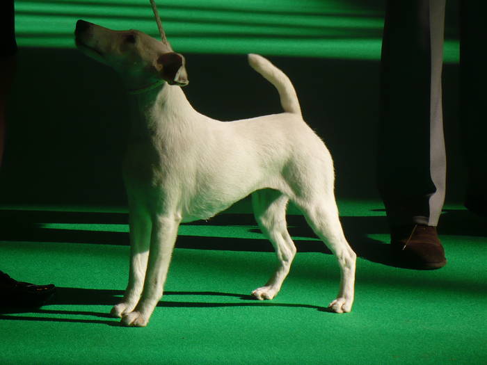 P1050507 - crufts 2009 smooth fox  and wire