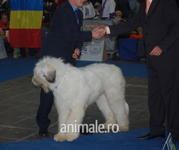 balan euro - Euro Dog Show  05-10-2008 - Budapesta