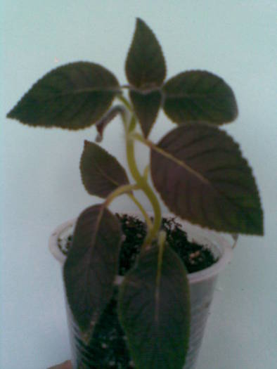 kohleria Queen Olimpus; kohleria queen olimpus
