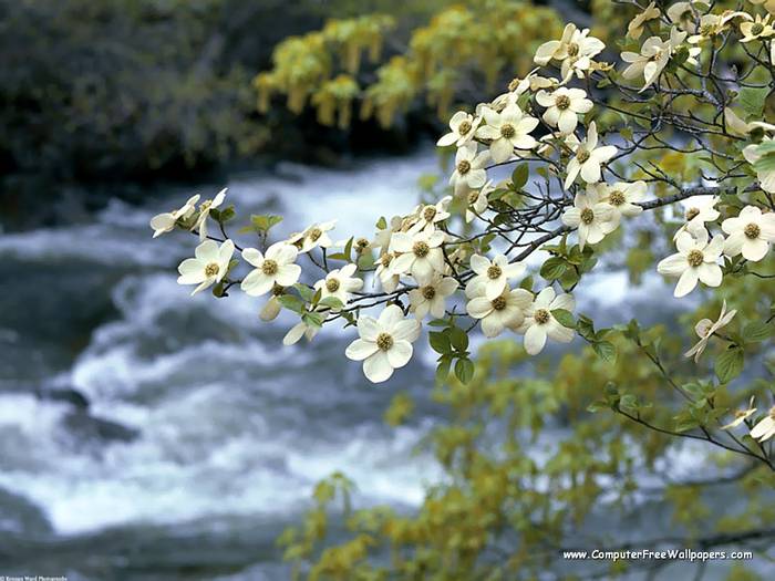 Wallpapers - Nature 9 - Dogwood_Tree_Blooms,_Yosemite,_California - Very Beautiful Nature Scenes