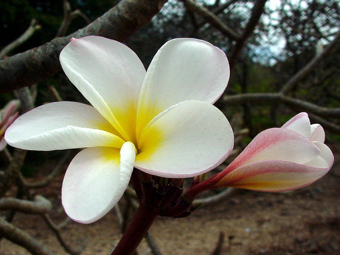 hplw1 - Hawaiian Plumeria 1