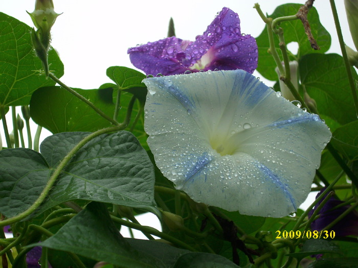 DSCI0587 - ipomoea-zorele