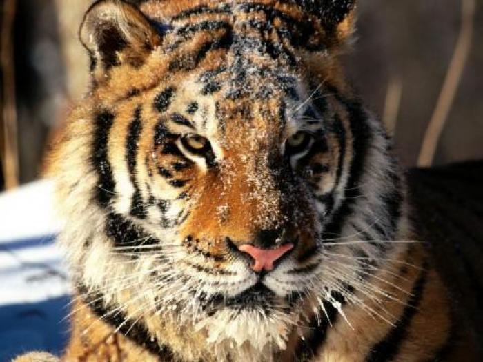 Imagini Animale_ Imagini cu Animale_ Imagini Tigri - Animale