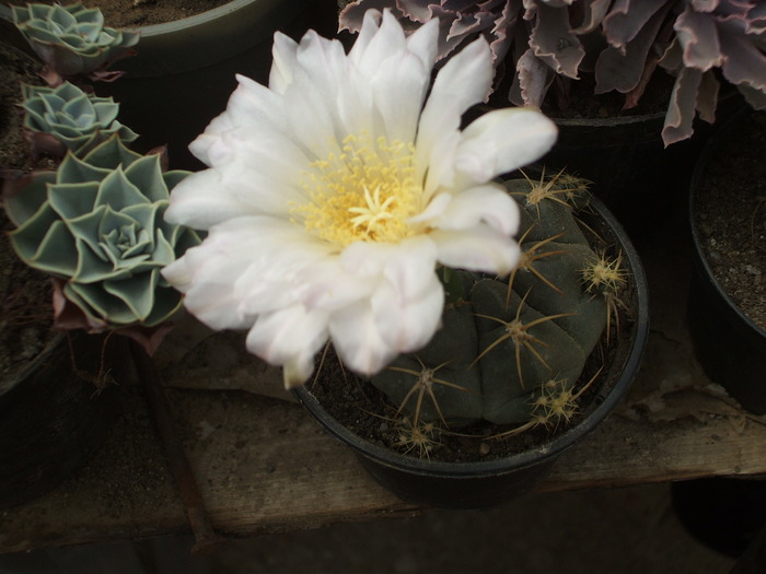 Gymnocalycium