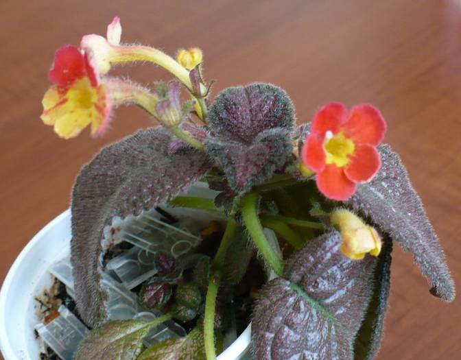 Episcia Fire Lizard
