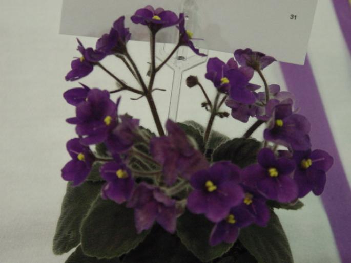 Robs_Boo_Hoo_2005avsa - violete de pe net 1