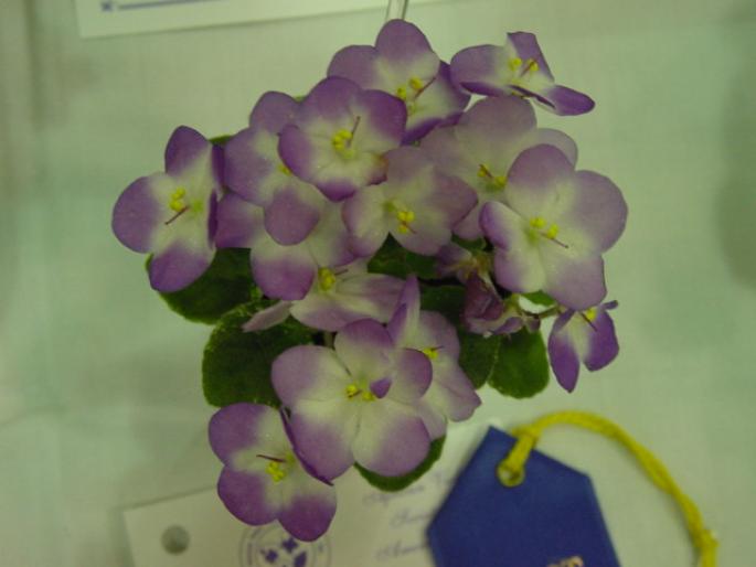 Plumberry_Glow_2005avsa - violete de pe net 1