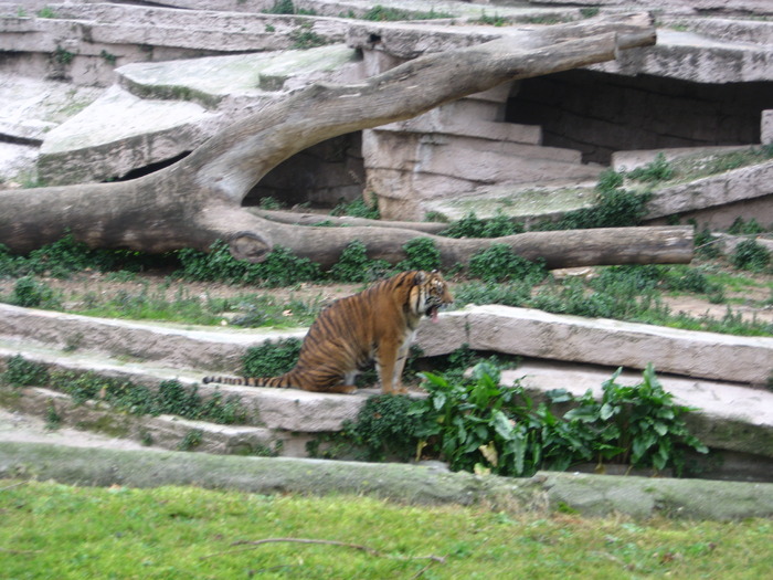 Leul - Gradina Zoologica din Barcelona