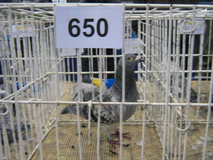 2009 004