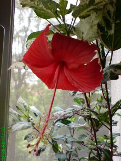 Hibiscus Surinam - Hibiscusii mei