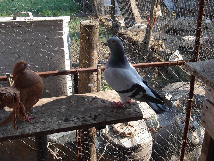 79 - E Porumbei Voiajor Standard Vechi