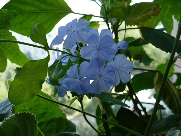 P1160409 - PLUMBAGO