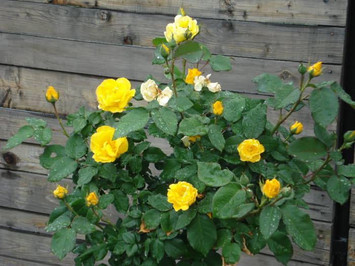 Rose Friesia (2009, May 13) - Rose Friesia