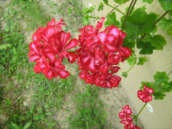 IMG_1237 - floricele