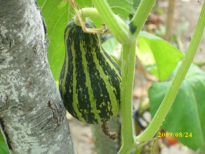 DSCI0435