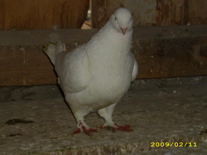 mascul 2008 - nastase