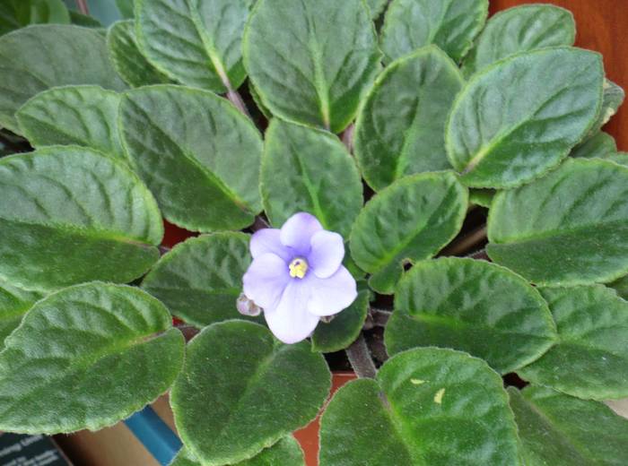 rozeta simetrica - Saintpaulia - violete de camera