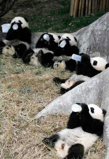 poze-haioase-ursi-panda - poze cu ursuleti