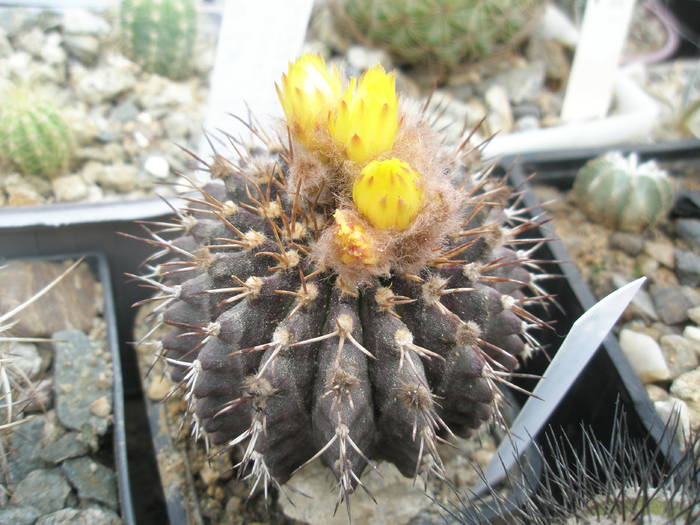 P6010145 - plantele lui George Nitu