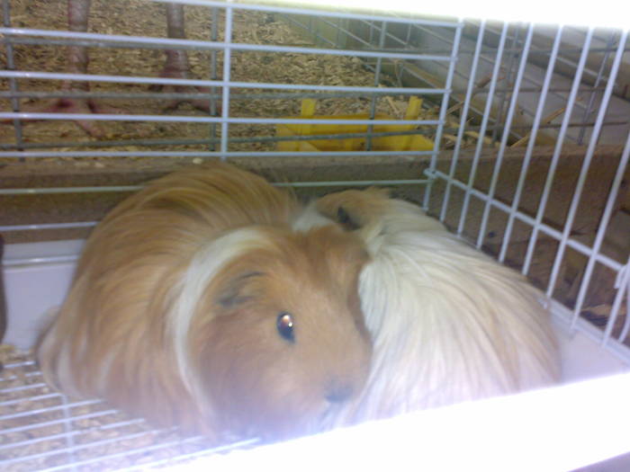 15022009302 - Expo Tg Secuiesc 15 02 09