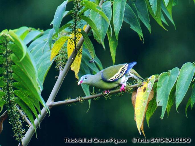 green-pigeon-f