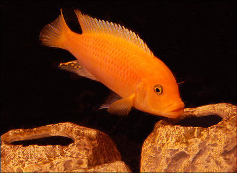 red_zeb_spawing_090420_101 - African Cichlid