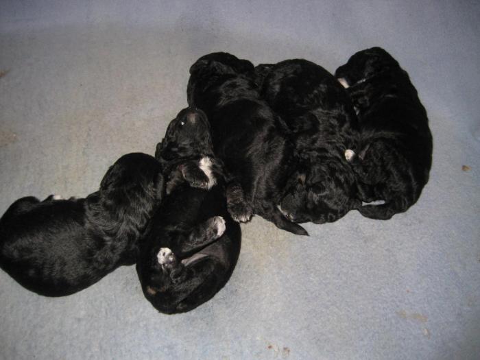 Dupa 14 zile - Cateii