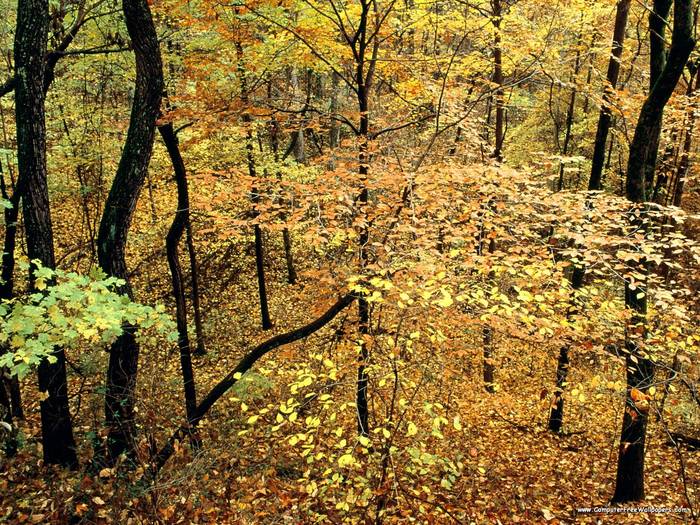 Autumn Forest, Percy Warner Park, Nashville, Tennessee - Very Beautiful Nature Scenes