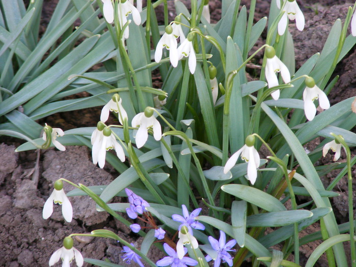 GHIOCEI - FLORI 2009