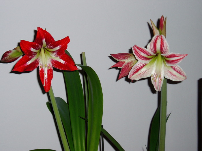 crin amaryllis - Florile mele 2009