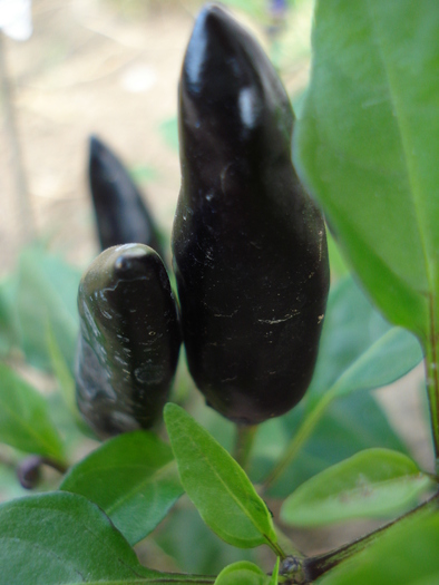 Black Chili Pepper (2009, August 12) - Black Chili Pepper_01