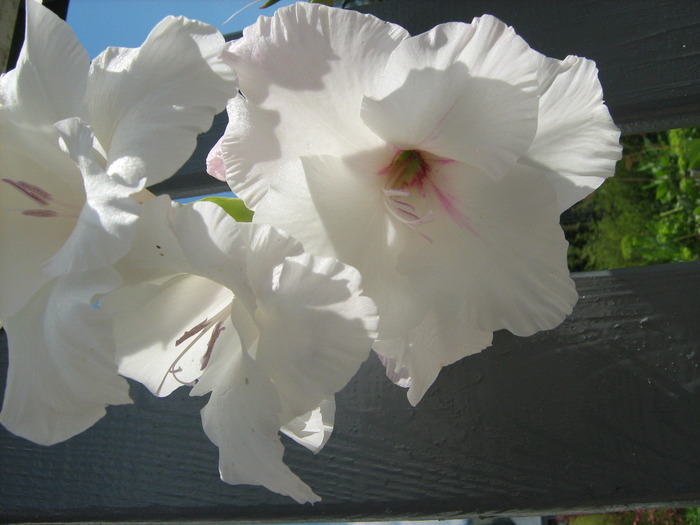 gladiola - in gradina