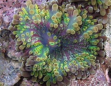ricordea_yuma_013 - Colectie de corali