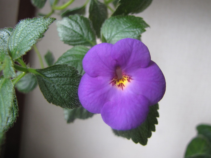 Achimenes Cattelya Light 10 sept 2009 - achimenes