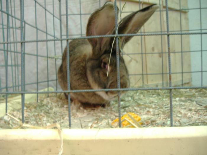 DISZNOVAGAS KEPEK 116