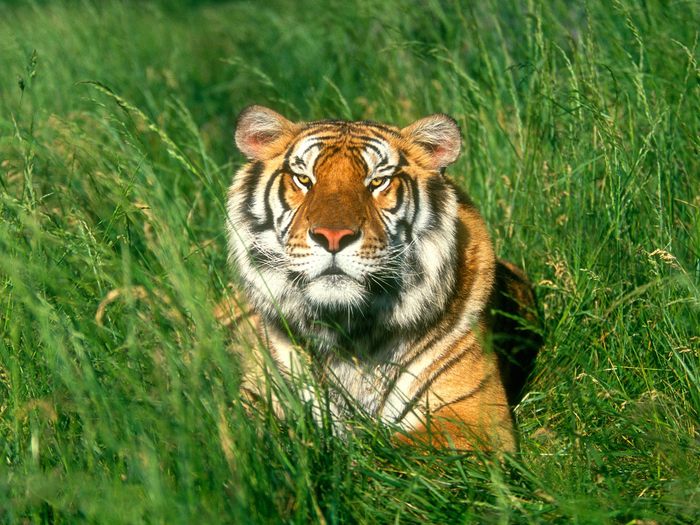 Sunbather, Bengal Tiger - Animale